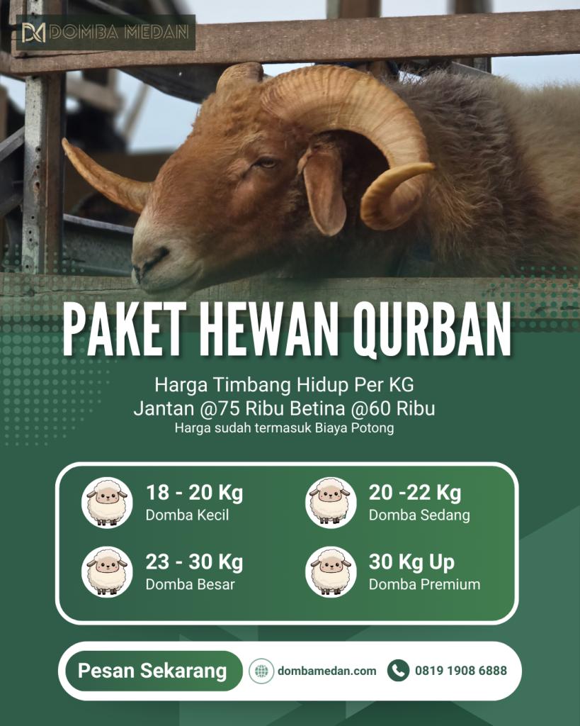 Harga Domba Aqiqah dan Kurban 1