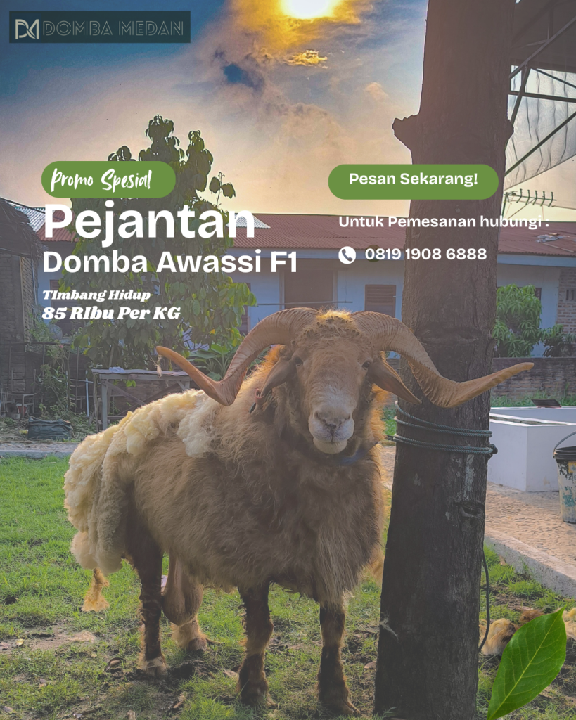 Domba Awassi F1 per Kg
