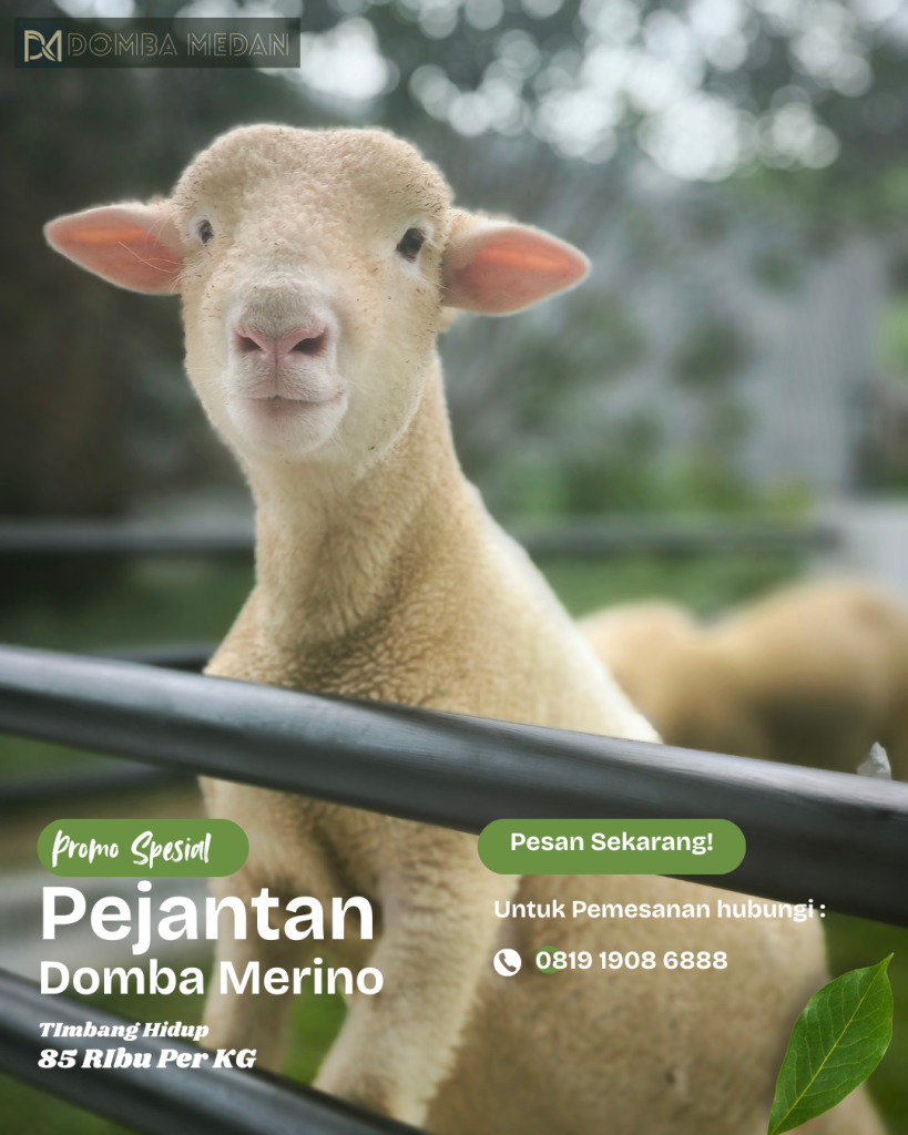Flyer Peternakan Domba Medan